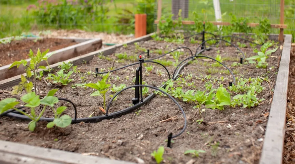 Irrigation Systems by Crespo Landscaping in The Hamptons — completed project