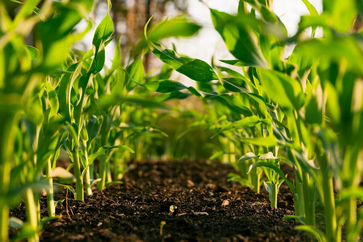 Irrigation Systems service in The Hamptons