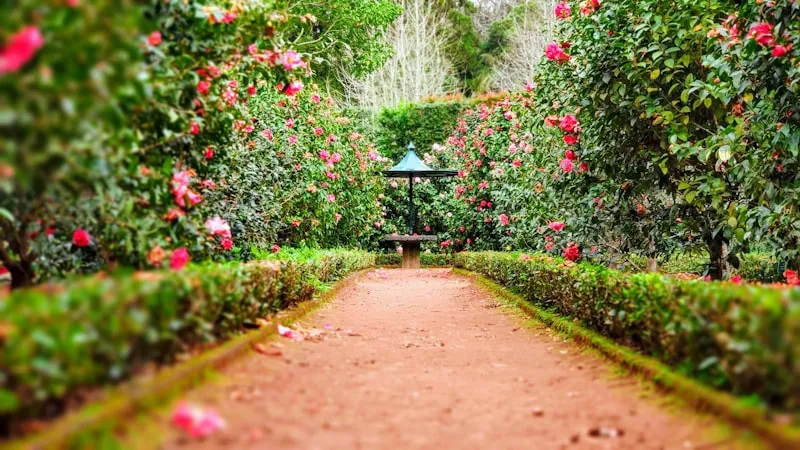 Garden transformation