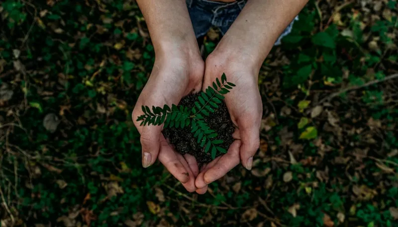 Tree Care in The Hamptons — Tree Care Services