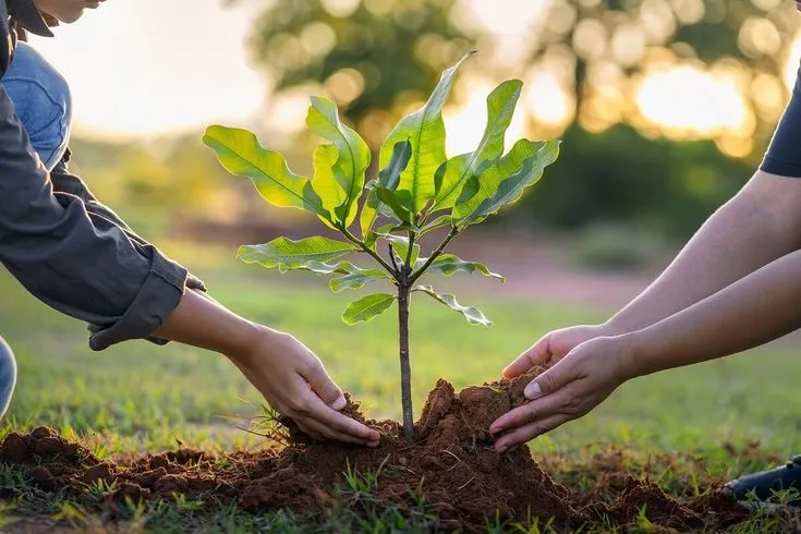 Tree Care service in The Hamptons